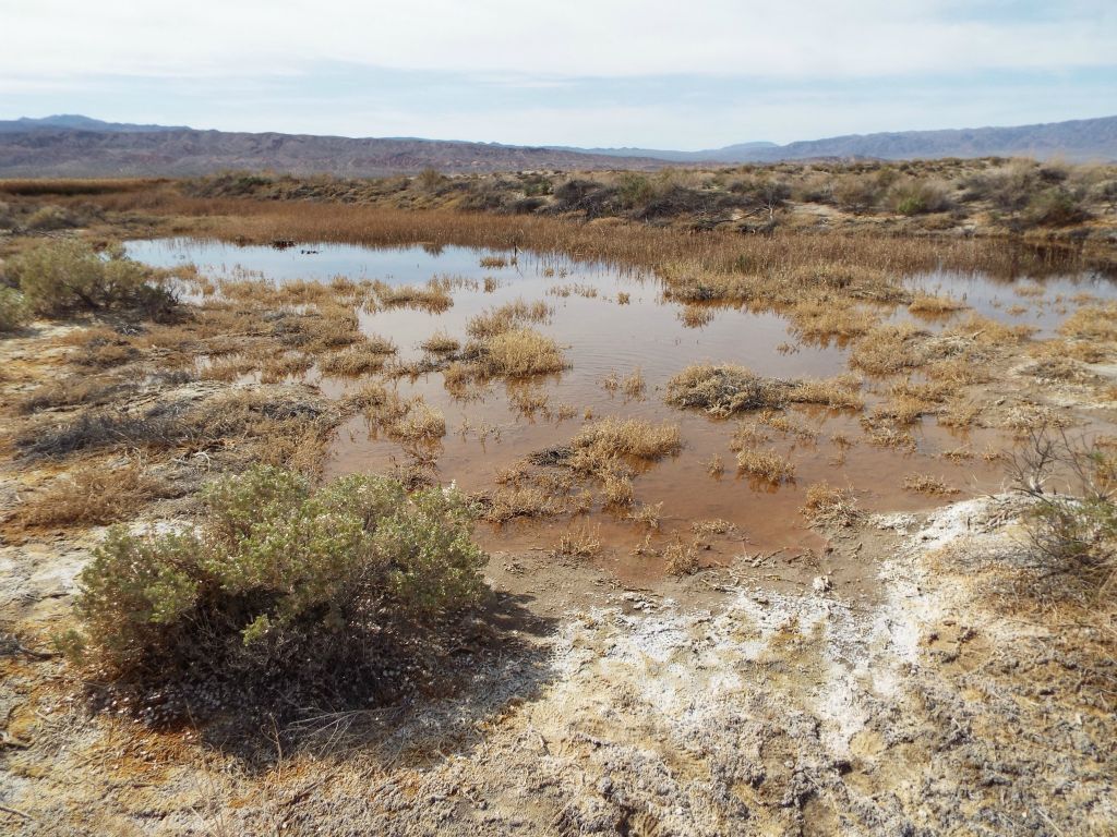 After spending some time walking through the wildflower fields, my attention turned to the shallow pools at the northern end of Saratoga Spring: