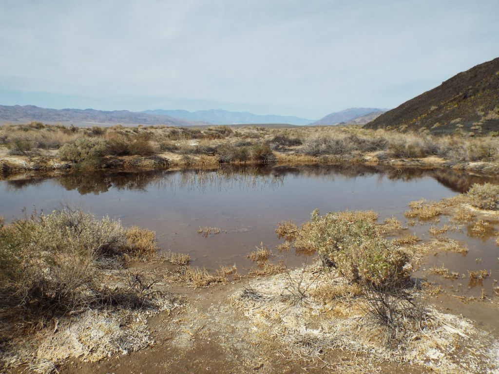 These shallow pools of water are not part of the main ponds: