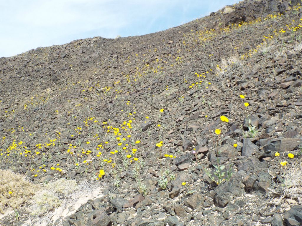 Desert Gold was growing out of the rocky slopes of the hillside:
