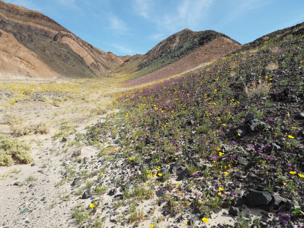 Upon turning the corner, I found the hillside and landscape to be covered by yellow, green, and purple:
