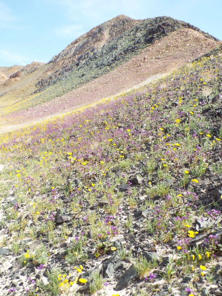 Two pictures showcasing the beautiful blend of Desert Gold and Caltha-leaf Phacelia: