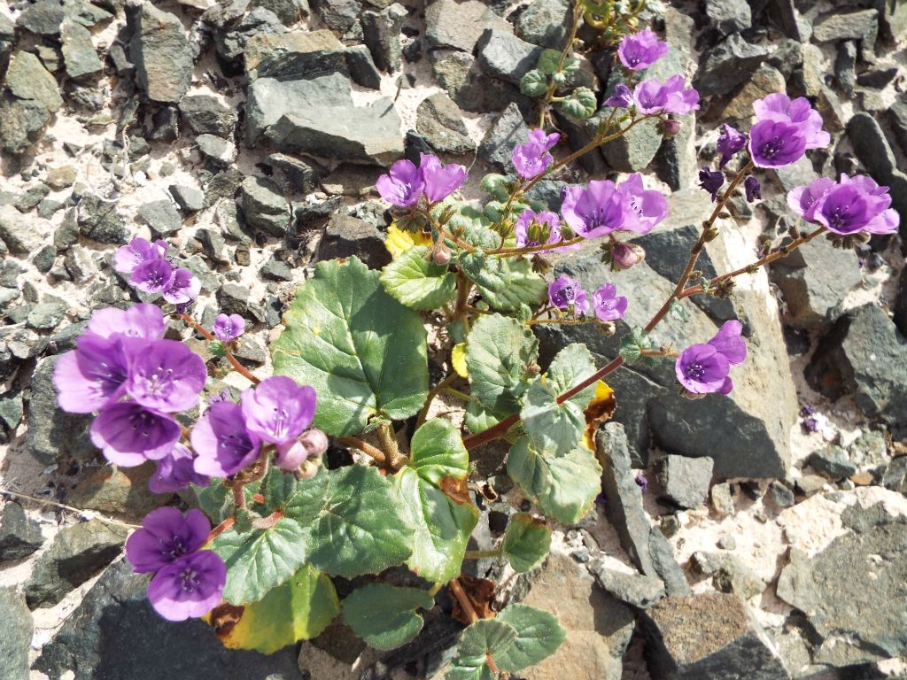 Two close-ups of Caltha-leaf Phacelia.  These were literally everywhere in this area: