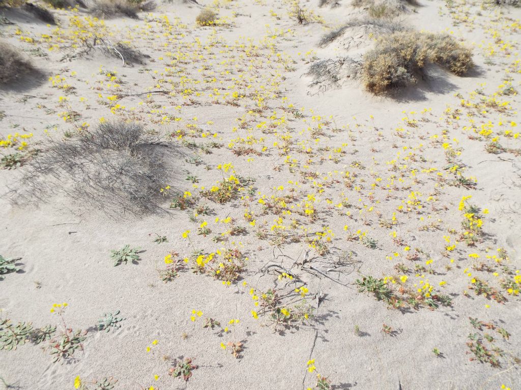 Upon heading back and crossing over toward the northern tip of the large ponds, these yellow flowers were covering the ground all over: