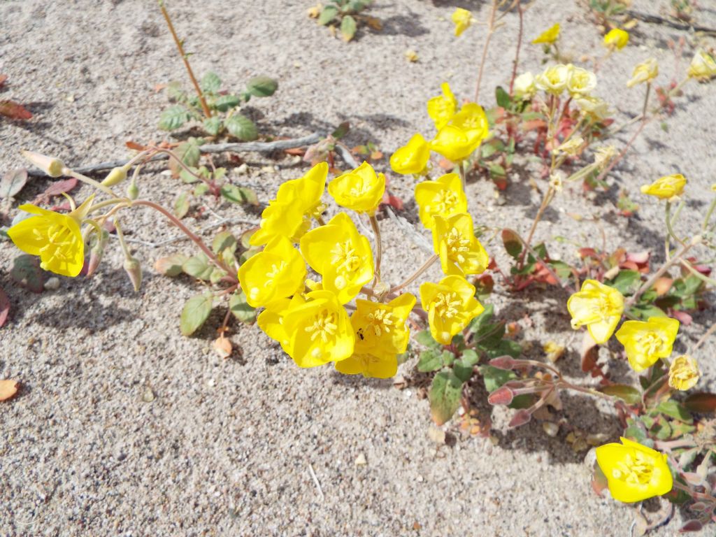 These wildflowers are Golden Evening Primrose: