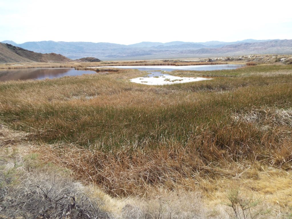 This was as close as I could get to the northern tip of the large ponds.  The marsh and thick reeds prevent further human travel: