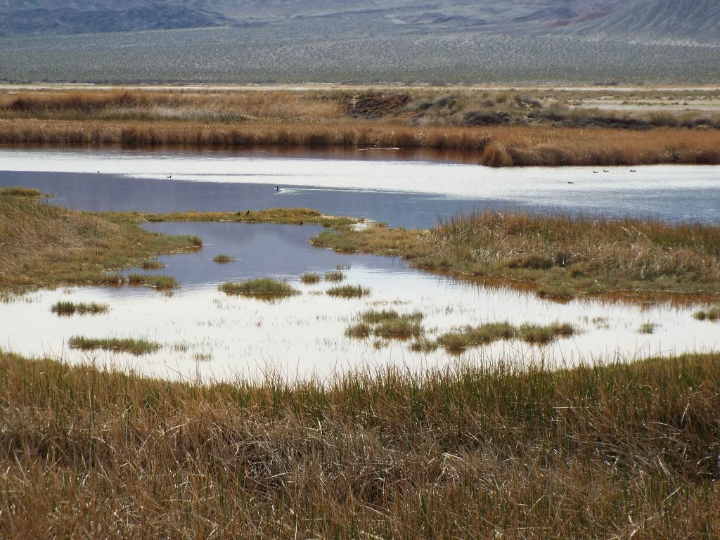 Two pictures zooming in on a pond with some ducks swimming as seen from this spot: