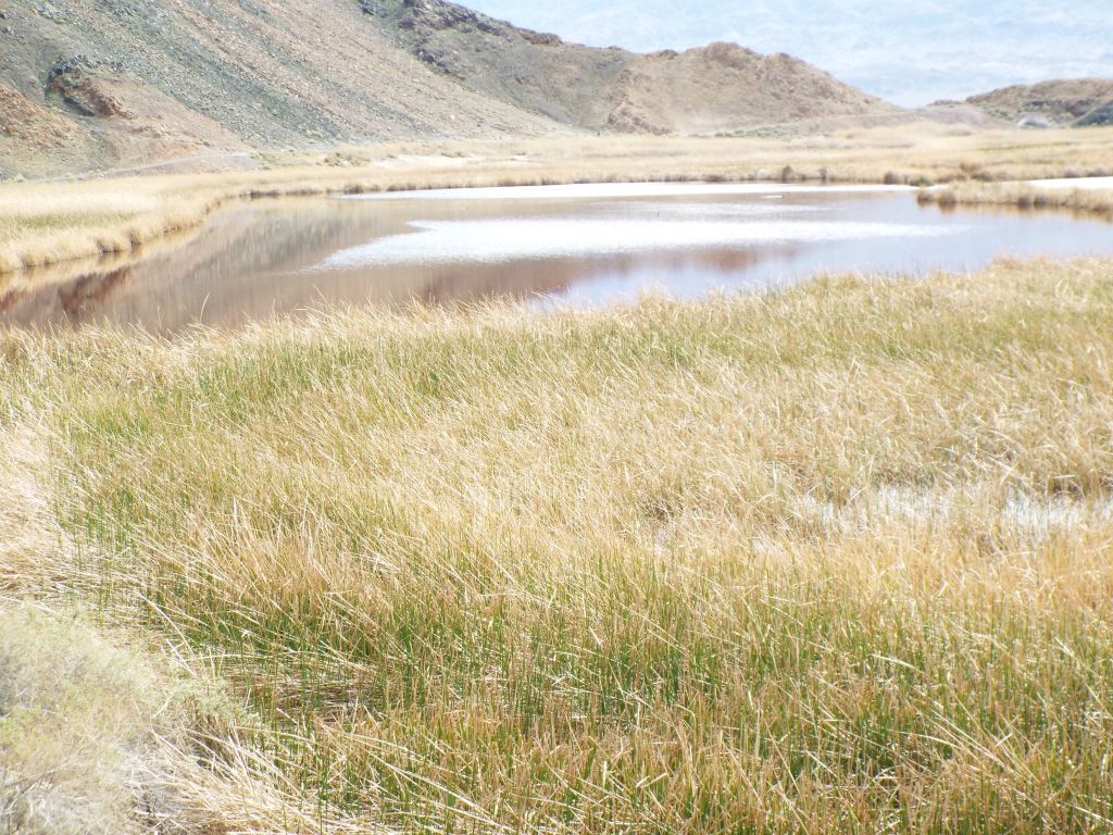 In the far distance, you can see the trail that wraps around the eastern side of the ponds: