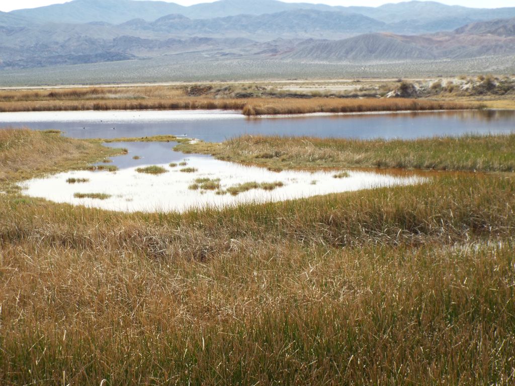 As you can see, it would be impossible to attempt to get closer to the ponds from this spot: