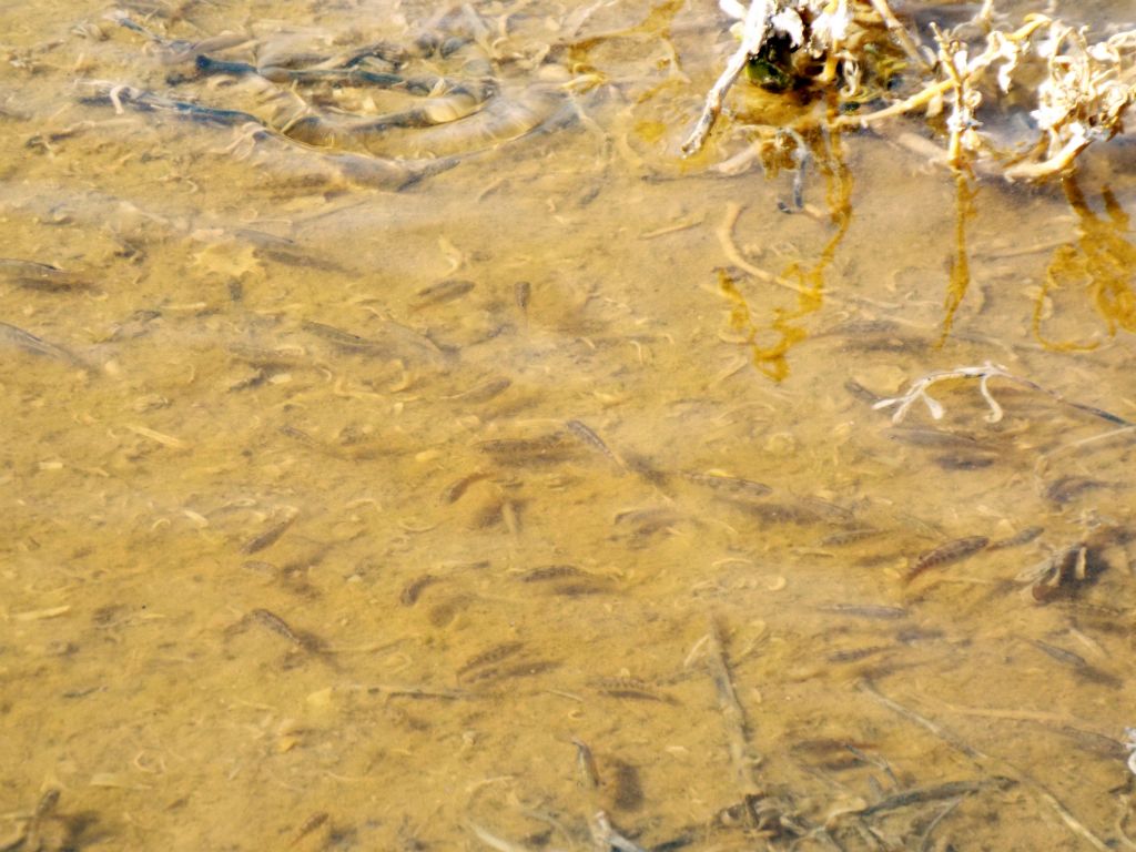 But even so, they were absolutely loaded with pupfish swimming around: