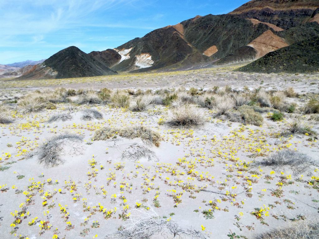 Golden Evening Primrose seen with the colorful Ibex Hills in the background:
