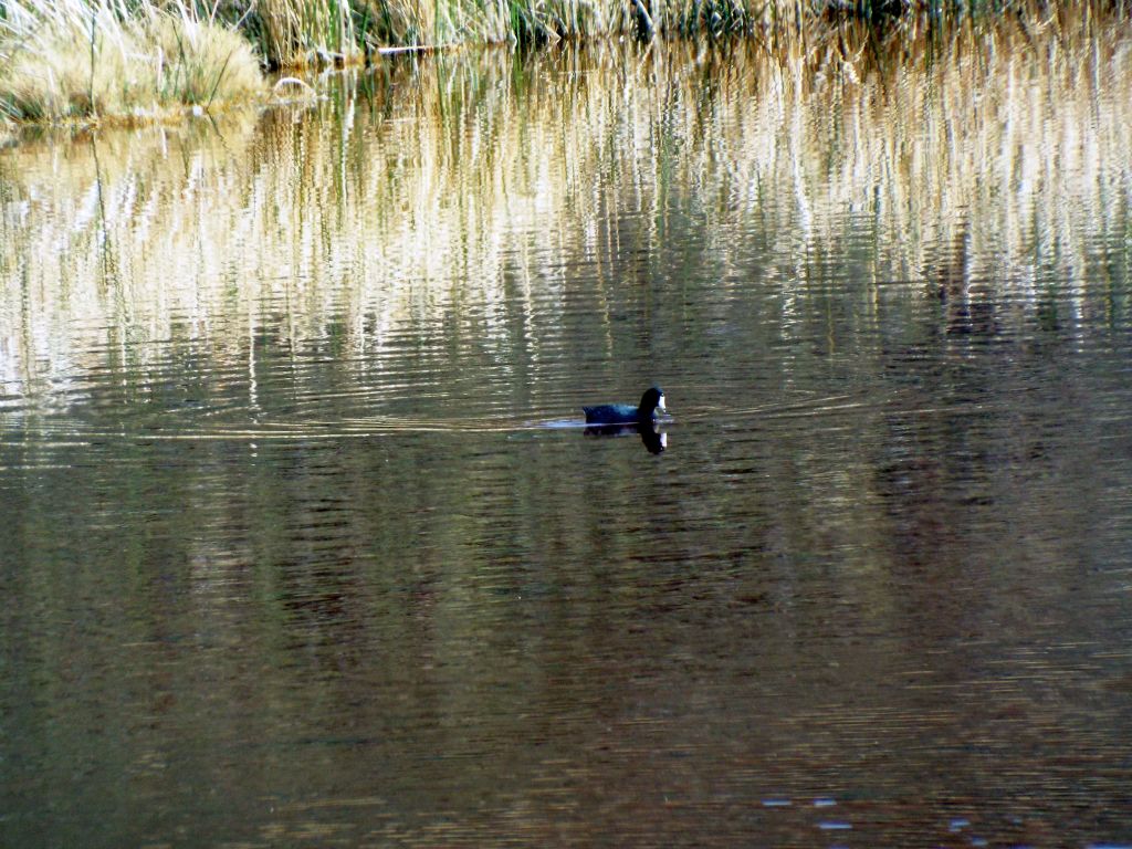 The colors are hard to fully discern due to using a powerful zoom, but this is likely a Black Scoter, which is a large sea duck: