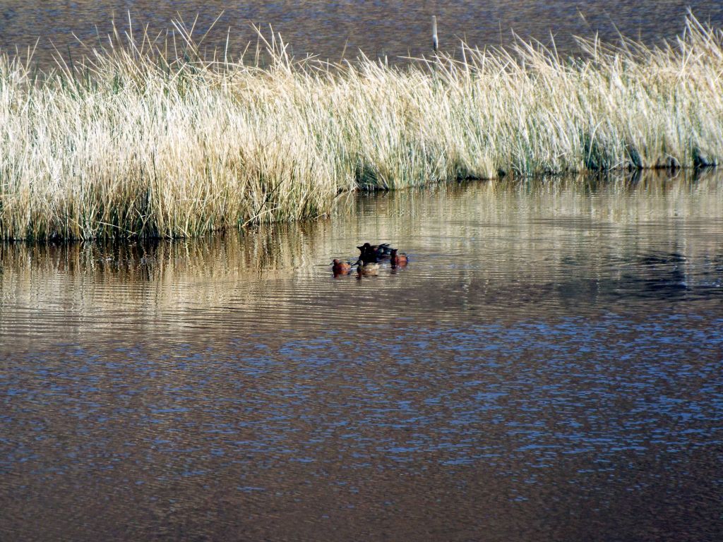 Zooming in on a group of ducks which were all swimming together: