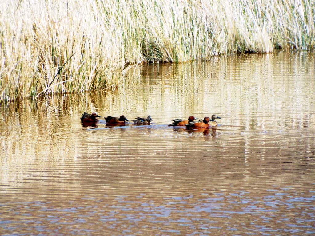 Two pictures of these ducks, which are Cinnamon Teal ducks.  The males have a cinnamon red color and the females have brown bodies: