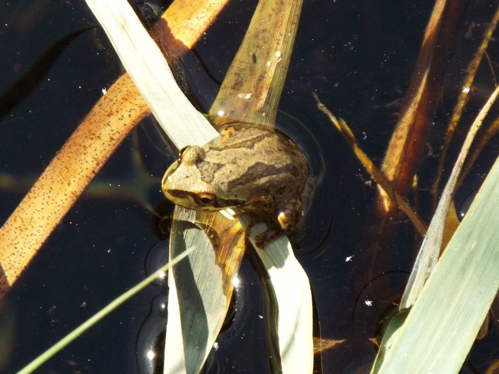 A close-up of a Pacific tree frog resting on the water at Saratoga Spring: