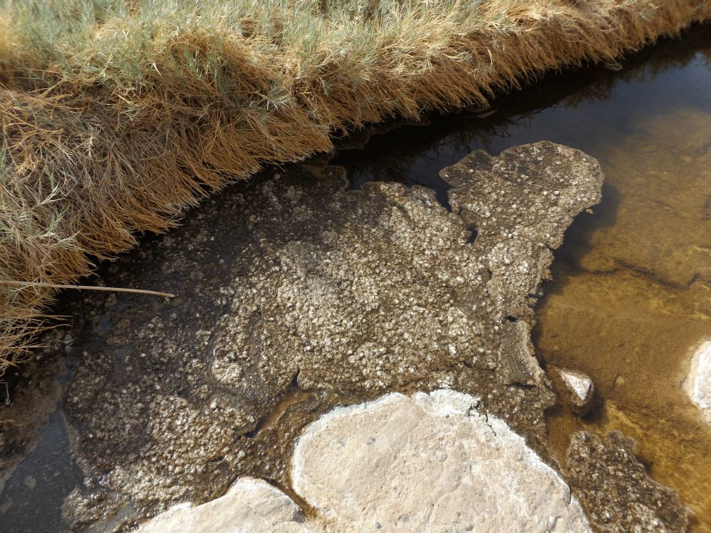 Apparently, the "pond scum" is algae or cyanobacteria, which can be hazardous to humans and animals but provides a source of food for the pupfish: