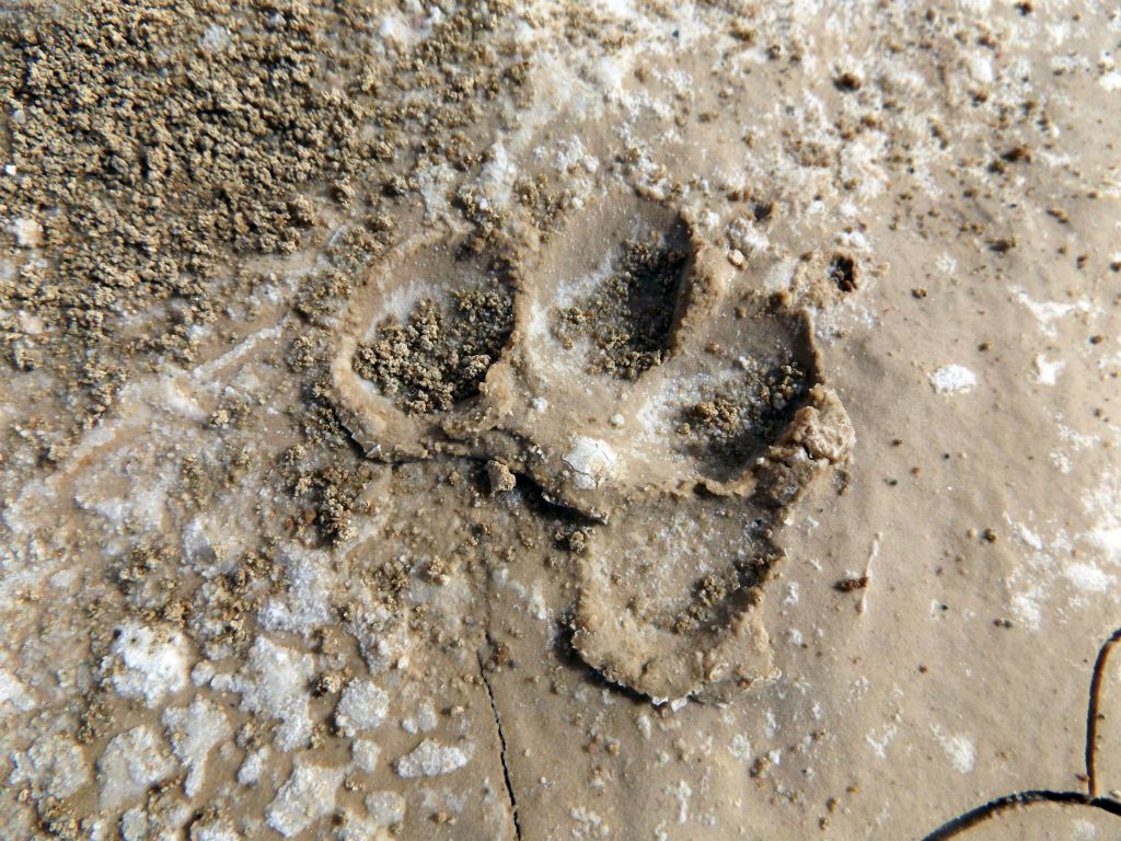 Animal tracks were clearly visible in the mud.  These are most likely mountain lion or bobcat tracks: