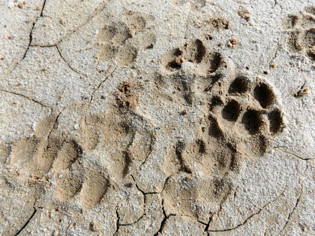 Notice there are no claw marks visible, so these are not coyote tracks.  They must be from a mountain lion or bobcat: