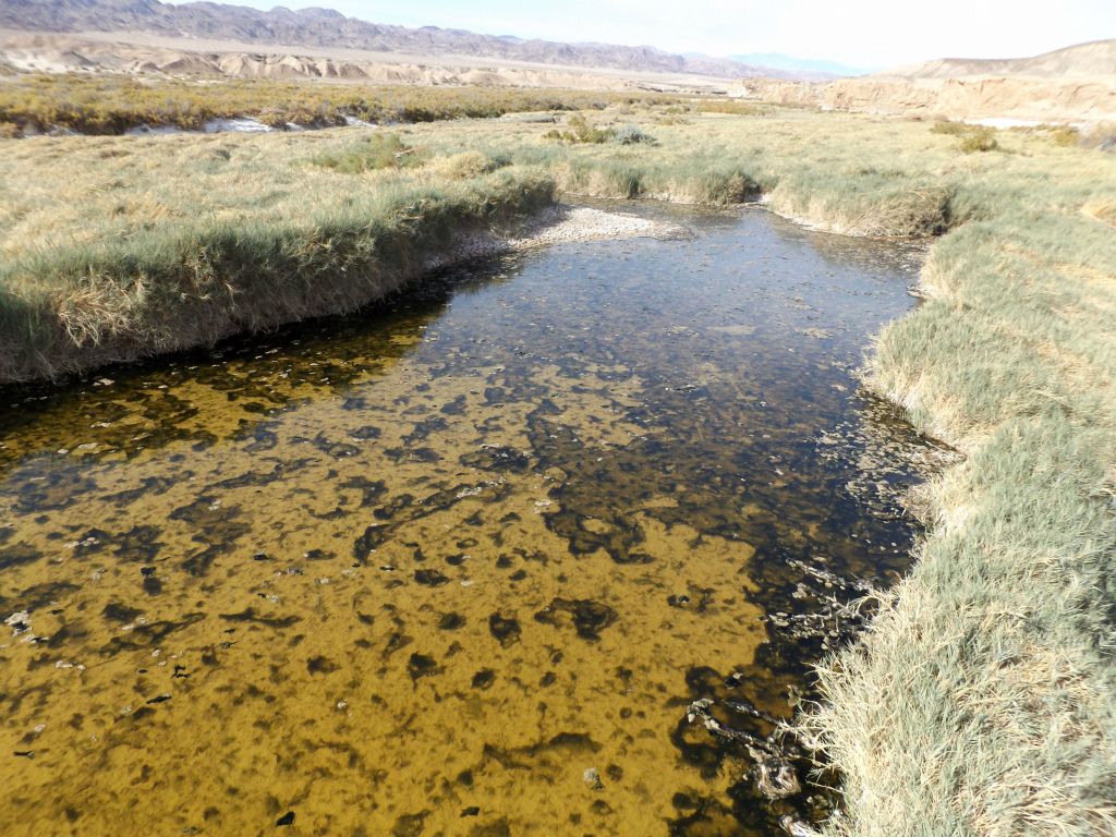This pond was covered with a thick layer of cyanobacteria and "pond scum":