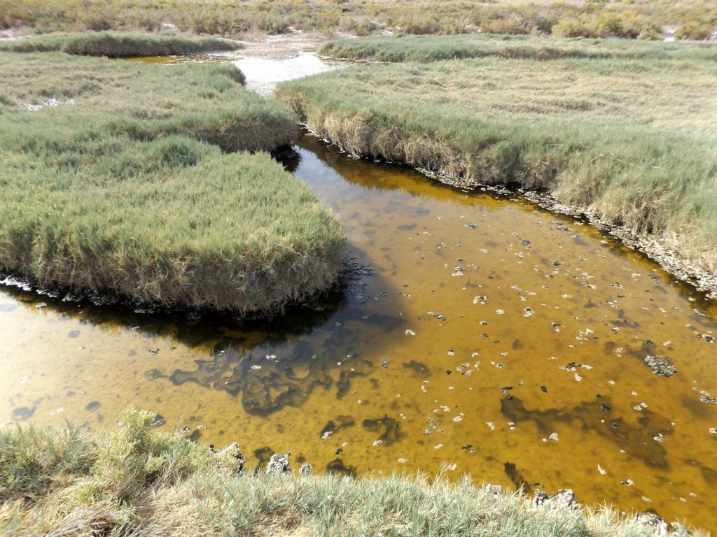 Rather than being a circular large pond, some of the ponds had small forks which extended out in several directions: