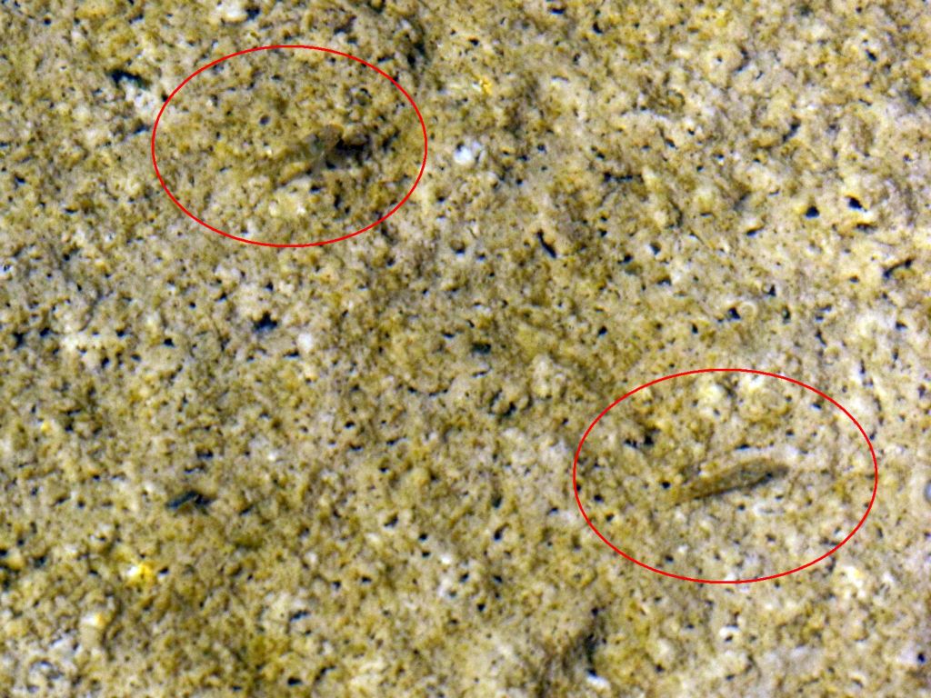 The pupfish also blended in well with the bottom of the river: