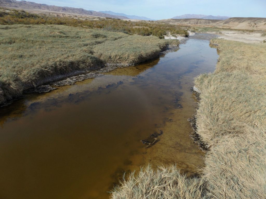 Many sections of the Amargosa River through this area had water that was very slow moving: