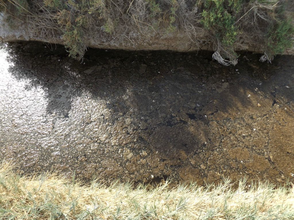 Looking down at a thick layer of "pond scum":