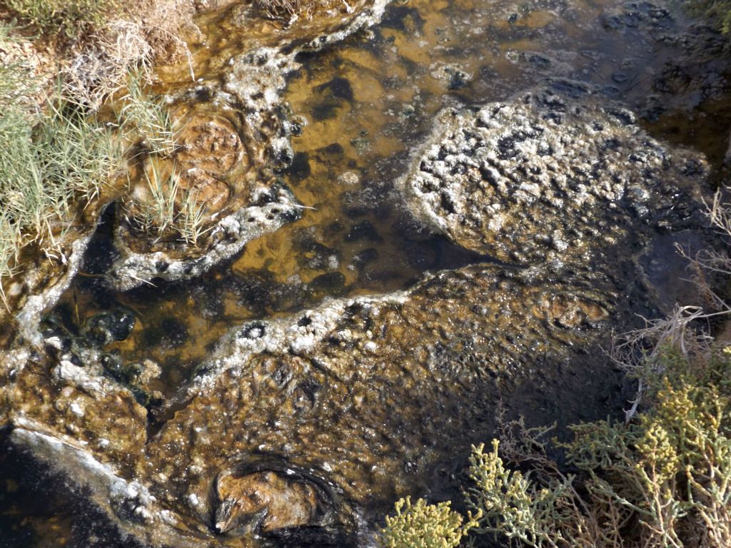 Two close-ups of "pond scum" on the surface of the water.  The pupfish might enjoy feeding on this stuff, but we definitely didn't rinse off our hands in it: