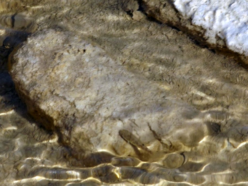 Near this fork, we found many pupfish swimming back and forth between the main river and side stream: