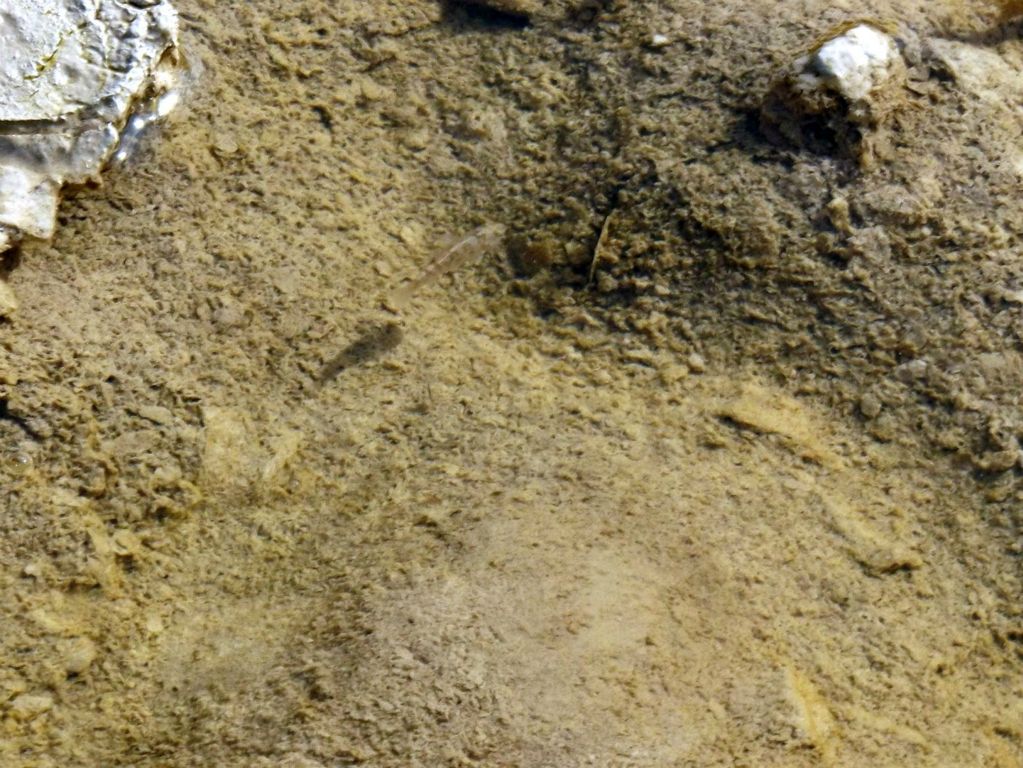 A lone pupfish swimming by and casting a shadow under the water: