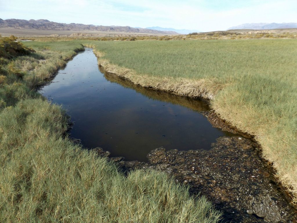 A long, narrow pond (or possibly stream) with heavy greenery on both sides: