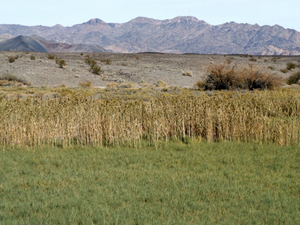 It looked like there were some taller grasses out in the middle of the green field: