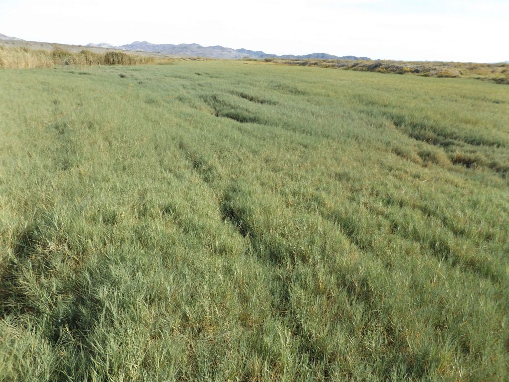 Two pictures taken in each direction as we crossed the green field.  Underneath, there were water channels we had to carefully step over: