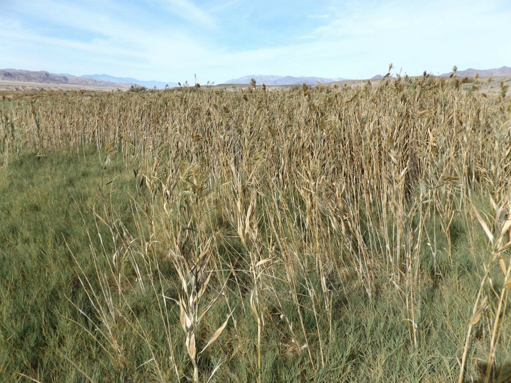 A closer look at the taller grasses in the next two pictures:
