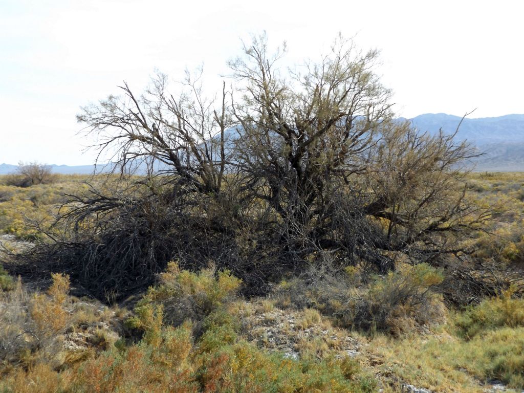 There were a few larger trees visible as we hiked in between the second river fork and first river fork: