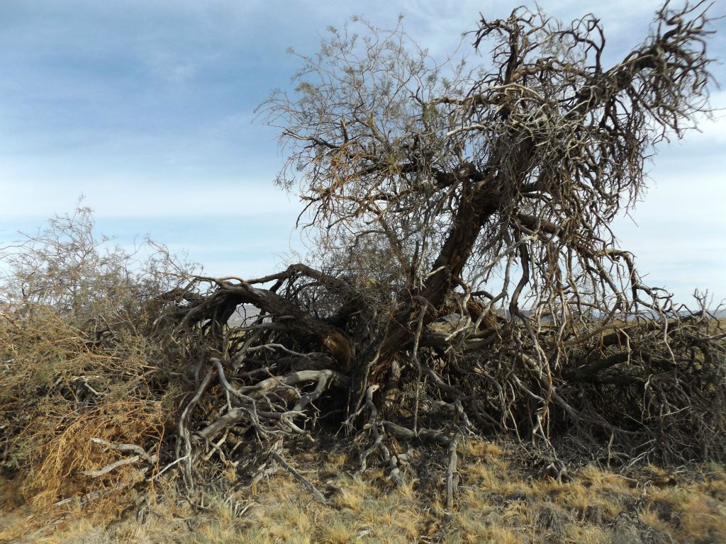 Two pictures of a bare (or possibly dead) Mesquite tree at Valley Spring: