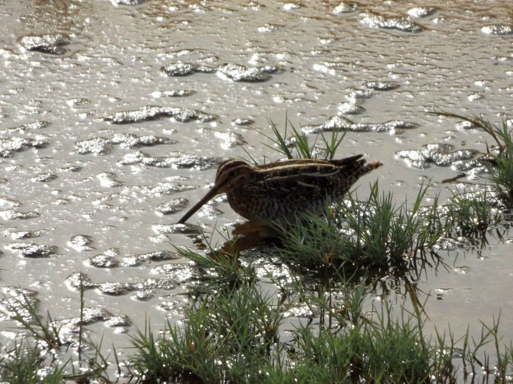 Spotting a Common snipe foraging through the mud and water for insects and worms to eat: