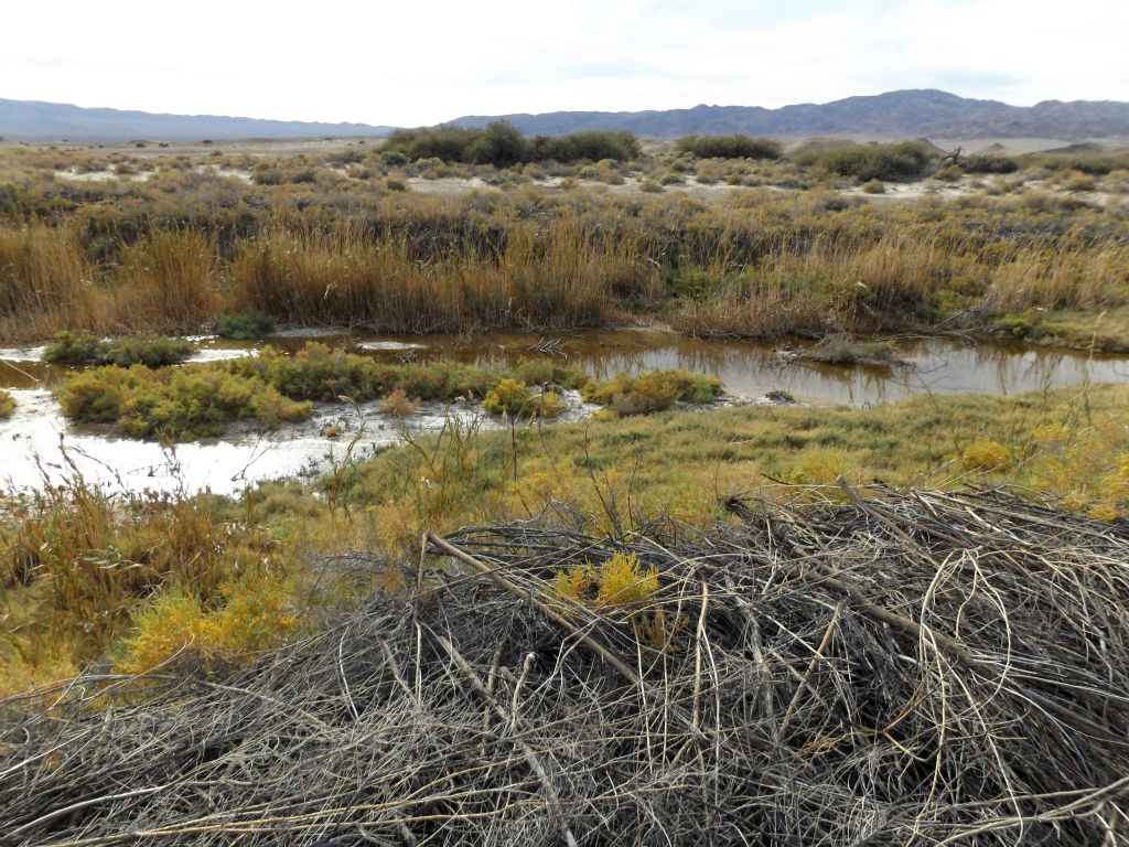 In the foreground, you can see how the NPS has come through here and cut down the Tamarisk which was growing: