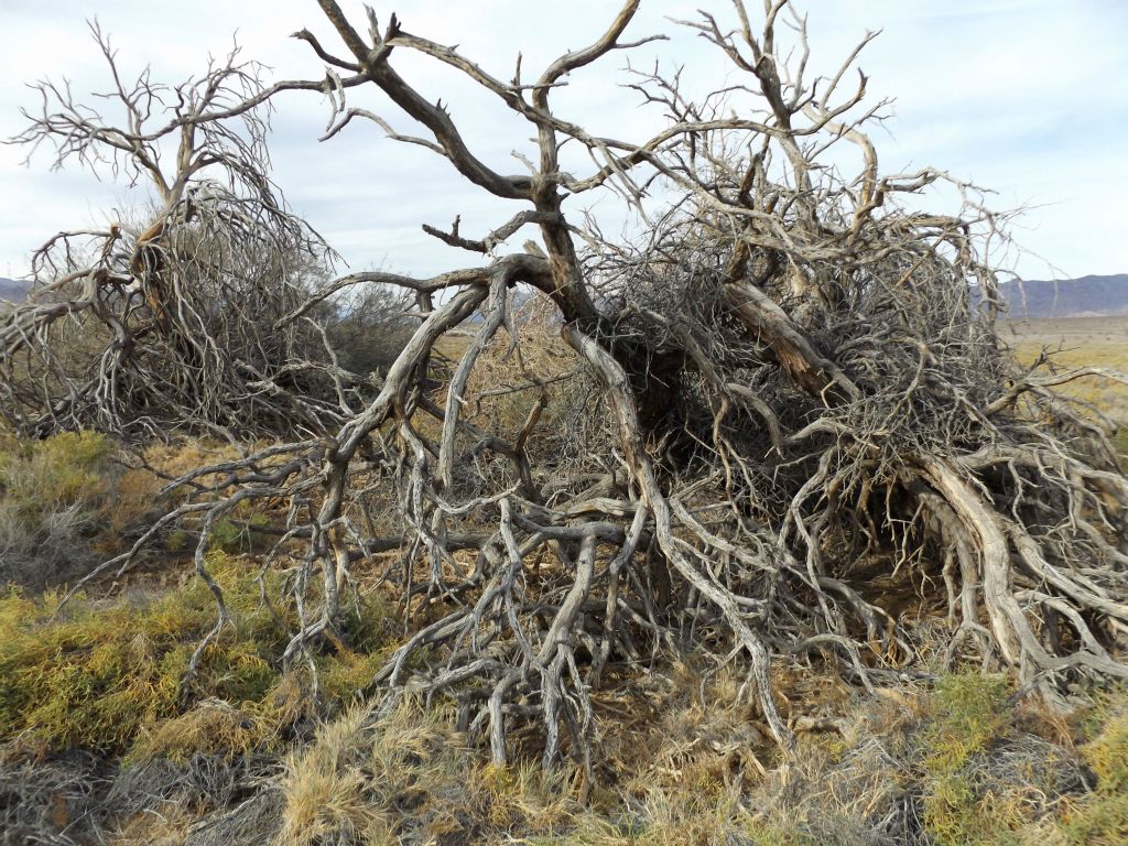 The next two pictures show Mesquite trees that have definitely died off: