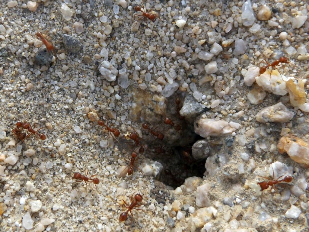 We found quite a few colonies of fire ants hard at work as we neared the vehicle: