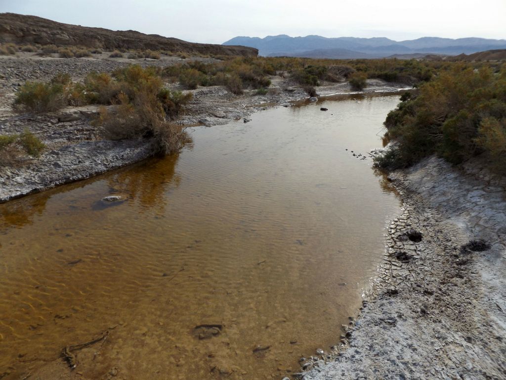 Despite being the end of the long dry season in Death Valley, there was an abundance of water in the Amargosa River: