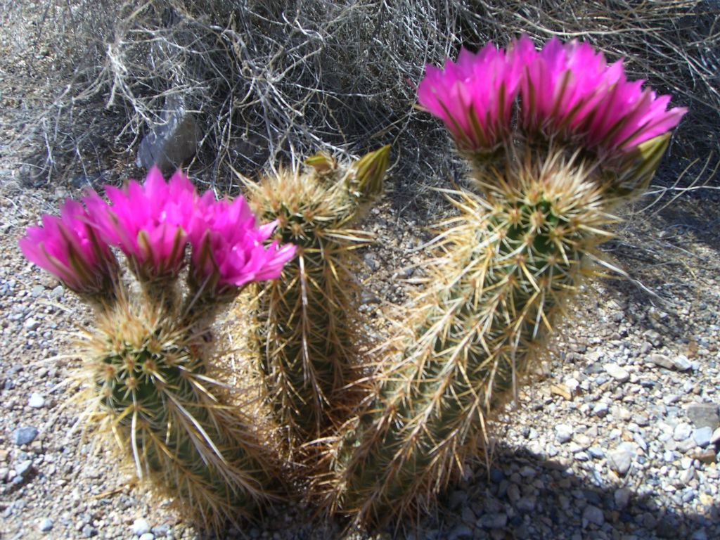 The first thing which caught our attention here was the abundance of blooming flowers.  This looks like a Hedgehog Cactus: