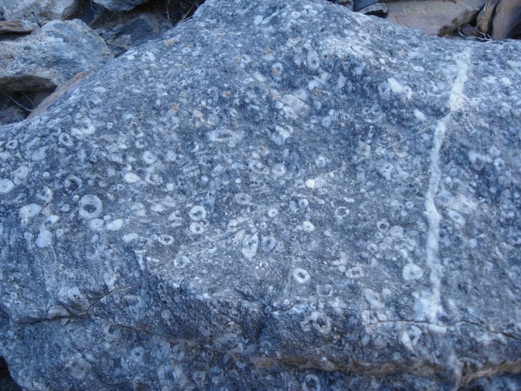 The final three pictures show you some of the abundant fossils throughout the side canyons leading into Corridor Canyon: