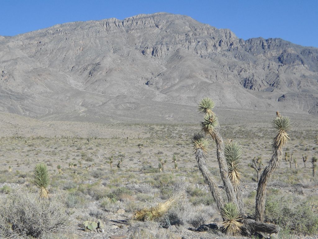 Looking up at the eastern peak, which is not Dry Mountain: