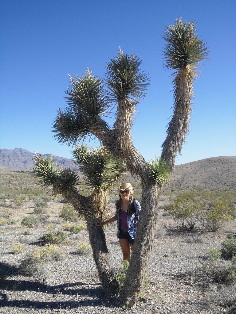 Daria standing by one of the many amazing Joshua trees.  We literally were hiking through a forest of them: