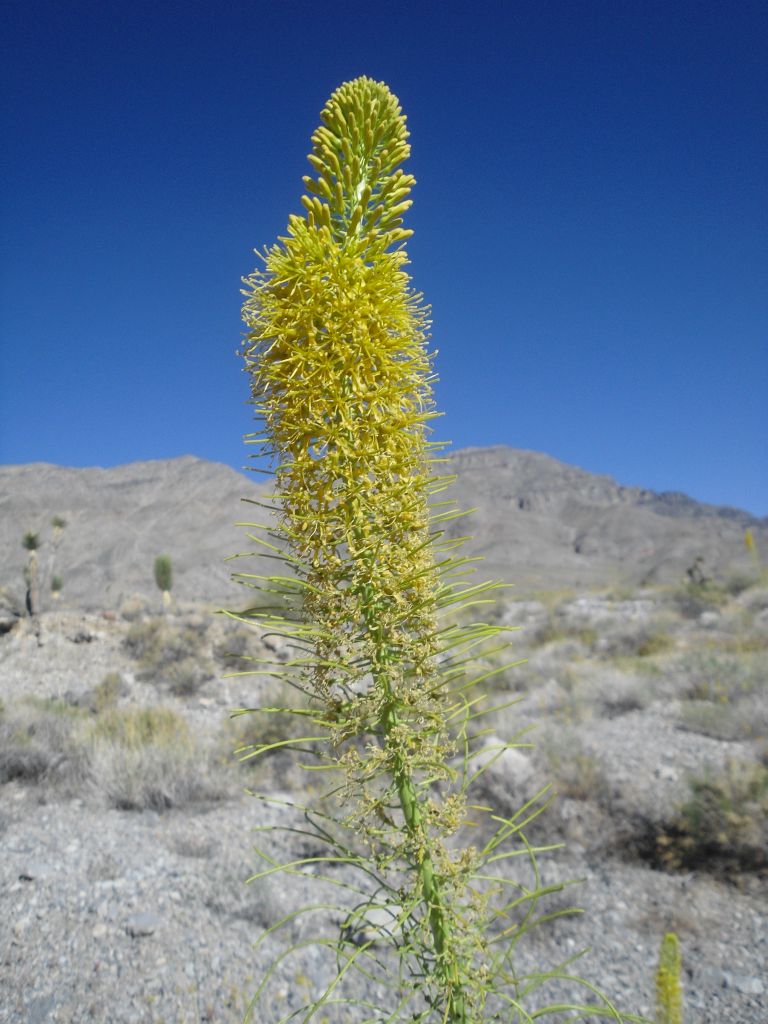 There was a great display of wildflowers during our hike.  Here is a picture of Desert Prince's Plume (Stanleya pinnata):