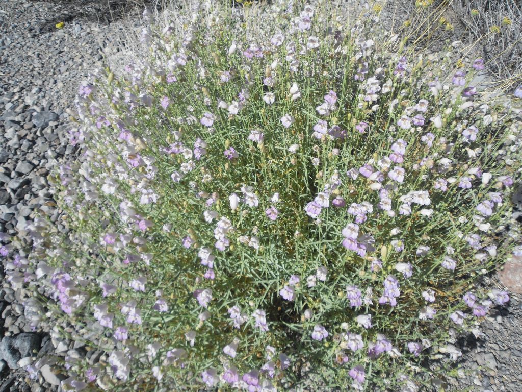 The next four pictures show you a sampling of other blooms: