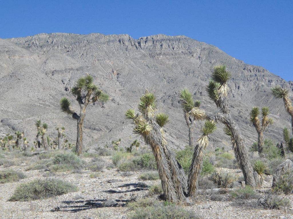 Looking through some Joshua trees up at the eastern peak: