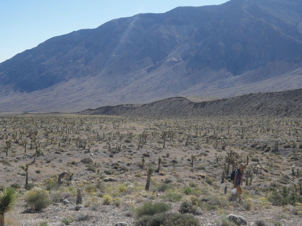 Looking back down the north-south wall and Joshua tree forest that we hiked through: