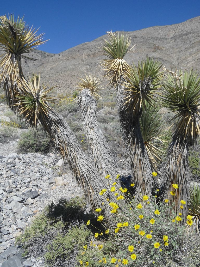 More Joshua trees and flowers in the next two pictures: