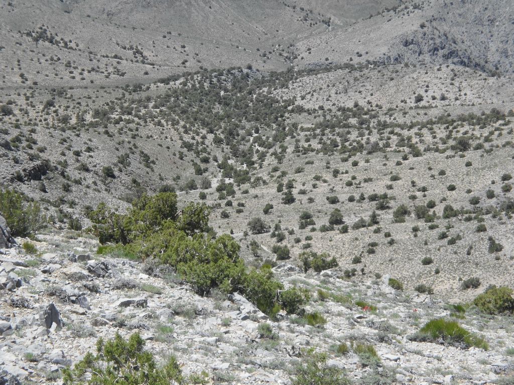 Looking down into the valley of pinyon pines.  We would have to drop 700 feet in elevation into this valley, before climbing up another 1,200 feet to reach the summit of Dry Mountain.  Not a pleasant thought for any of us at the time: